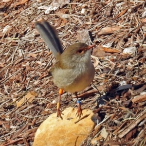 Malurus cyaneus at Canberra Central, ACT - 15 May 2018 12:12 PM