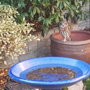 Ninox boobook at Chapman, ACT - 16 May 2018 03:17 PM