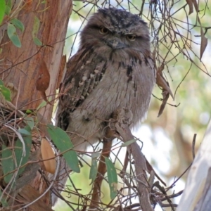 Podargus strigoides at Acton, ACT - 15 May 2018