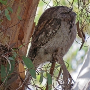 Podargus strigoides at Acton, ACT - 15 May 2018