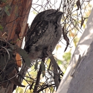 Podargus strigoides at Acton, ACT - 15 May 2018 11:29 AM