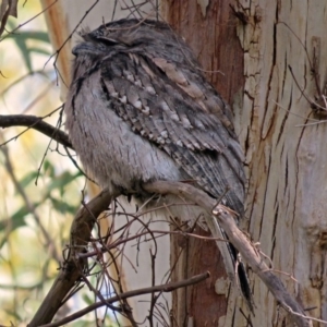 Podargus strigoides at Acton, ACT - 15 May 2018 11:29 AM