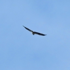 Haliaeetus leucogaster (White-bellied Sea-Eagle) at Acton, ACT - 15 May 2018 by RodDeb