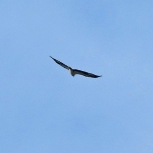 Haliaeetus leucogaster at Acton, ACT - 15 May 2018