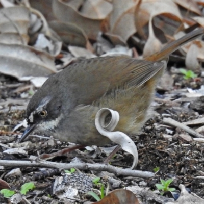 Sericornis frontalis (White-browed Scrubwren) at ANBG - 15 May 2018 by RodDeb