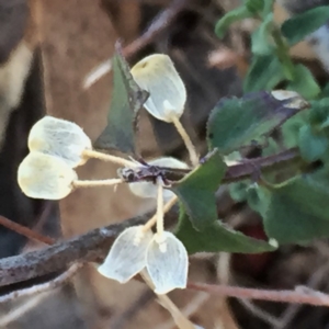 Scutellaria humilis at Googong, NSW - 16 May 2018 04:32 PM