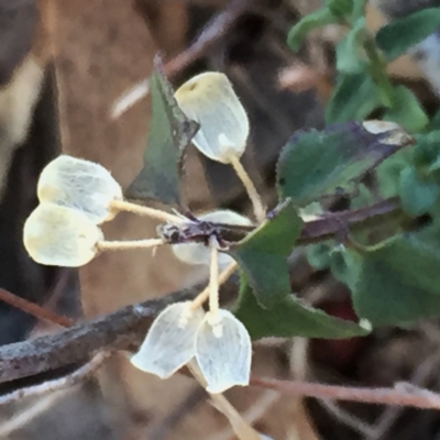 Scutellaria humilis (Dwarf Skullcap) at Googong, NSW - 16 May 2018 by Wandiyali