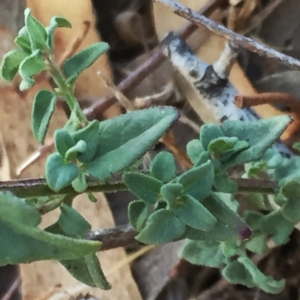 Scutellaria humilis at Googong, NSW - 16 May 2018