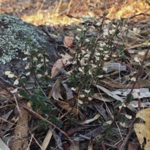 Scutellaria humilis at Googong, NSW - 16 May 2018 04:32 PM