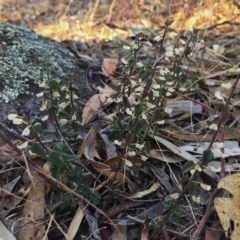 Scutellaria humilis at Googong, NSW - 16 May 2018