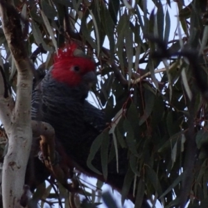 Callocephalon fimbriatum at Griffith, ACT - 16 May 2018