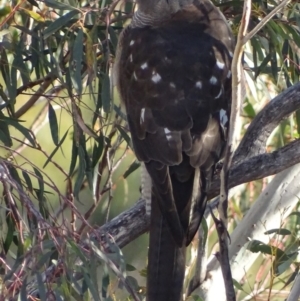 Accipiter fasciatus at Garran, ACT - 16 May 2018