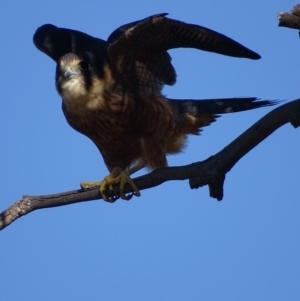 Falco longipennis at Garran, ACT - 16 May 2018