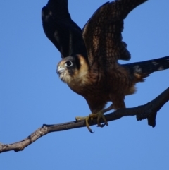 Falco longipennis at Garran, ACT - 16 May 2018 03:05 PM