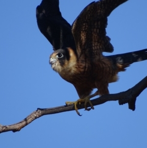 Falco longipennis at Garran, ACT - 16 May 2018