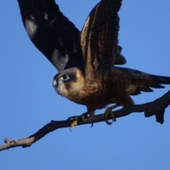 Falco longipennis at Garran, ACT - 16 May 2018