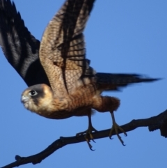 Falco longipennis at Garran, ACT - 16 May 2018 03:05 PM