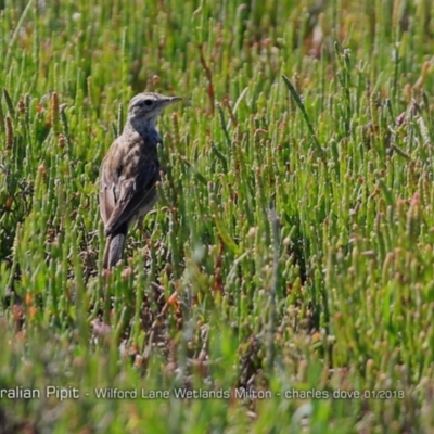 Anthus australis (Australian Pipit) at Undefined - 26 Jan 2018 by Charles Dove