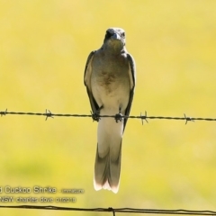 Coracina novaehollandiae (Black-faced Cuckooshrike) at Undefined - 26 Jan 2018 by CharlesDove