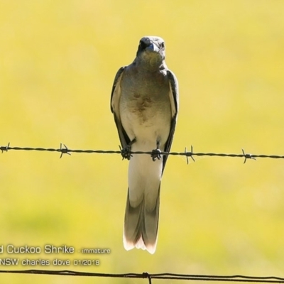 Coracina novaehollandiae (Black-faced Cuckooshrike) at Undefined - 25 Jan 2018 by Charles Dove