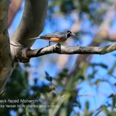 Monarcha melanopsis (Black-faced Monarch) at Undefined - 26 Jan 2018 by CharlesDove