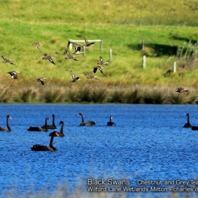 Cygnus atratus (Black Swan) at Undefined - 26 Jan 2018 by Charles Dove