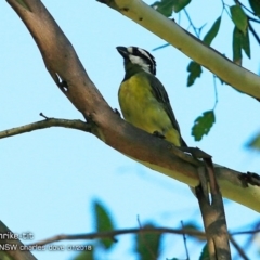 Falcunculus frontatus (Eastern Shrike-tit) at Undefined - 25 Jan 2018 by Charles Dove