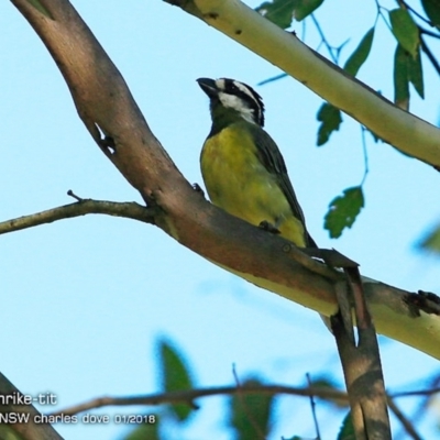 Falcunculus frontatus (Eastern Shrike-tit) at Undefined - 26 Jan 2018 by CharlesDove