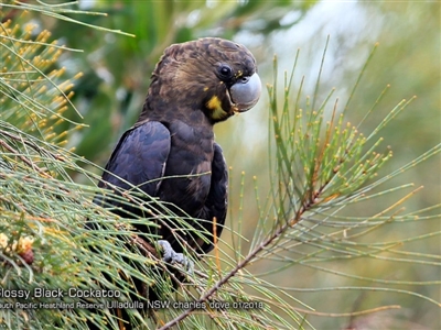 Calyptorhynchus lathami lathami (Glossy Black-Cockatoo) at South Pacific Heathland Reserve - 26 Jan 2018 by CharlesDove