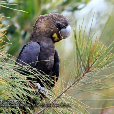 Calyptorhynchus lathami (Glossy Black-Cockatoo) at South Pacific Heathland Reserve - 26 Jan 2018 by Charles Dove