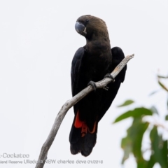 Calyptorhynchus lathami lathami at South Pacific Heathland Reserve - suppressed