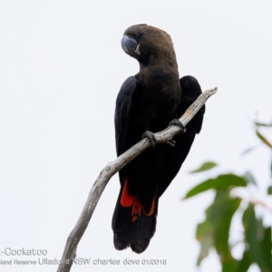 Calyptorhynchus lathami lathami at South Pacific Heathland Reserve - 27 Jan 2018