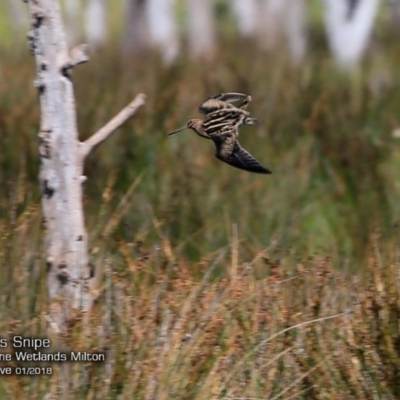 Gallinago hardwickii (Latham's Snipe) at Undefined - 27 Jan 2018 by CharlesDove