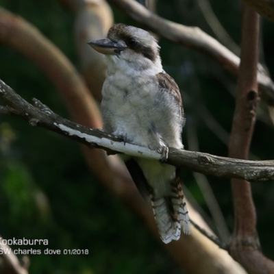 Dacelo novaeguineae (Laughing Kookaburra) at Undefined - 28 Jan 2018 by Charles Dove