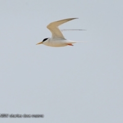 Sternula albifrons (Little Tern) at Wairo Beach and Dolphin Point - 25 Jan 2018 by CharlesDove