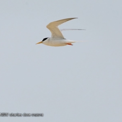 Sternula albifrons (Little Tern) at Lake Tabourie, NSW - 25 Jan 2018 by CharlesDove