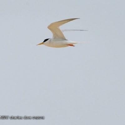Sternula albifrons (Little Tern) at Lake Tabourie, NSW - 24 Jan 2018 by Charles Dove