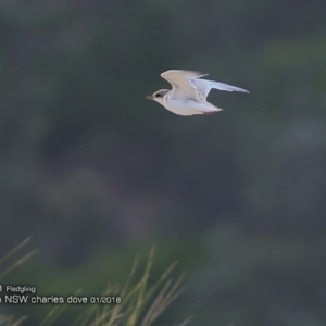 Sternula albifrons at Lake Tabourie, NSW - 25 Jan 2018