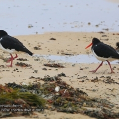Haematopus longirostris (Australian Pied Oystercatcher) at Wairo Beach and Dolphin Point - 25 Feb 2018 by Charles Dove