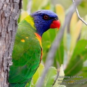 Trichoglossus moluccanus at South Pacific Heathland Reserve - 27 Jan 2018