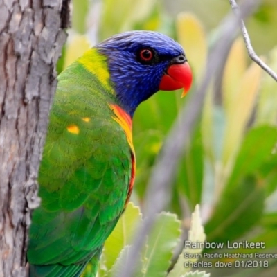 Trichoglossus moluccanus (Rainbow Lorikeet) at South Pacific Heathland Reserve - 26 Jan 2018 by Charles Dove