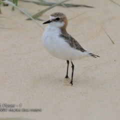 Anarhynchus ruficapillus (Red-capped Plover) at Wairo Beach and Dolphin Point - 24 Jan 2018 by CharlesDove