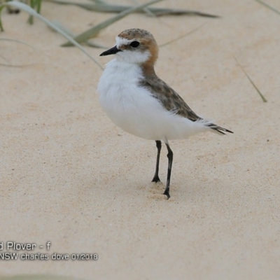 Anarhynchus ruficapillus (Red-capped Plover) at Lake Tabourie, NSW - 23 Jan 2018 by Charles Dove
