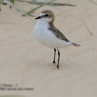 Anarhynchus ruficapillus (Red-capped Plover) at Lake Tabourie, NSW - 24 Jan 2018 by CharlesDove