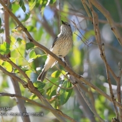 Pachycephala rufiventris (Rufous Whistler) at Undefined - 23 Jan 2018 by Charles Dove