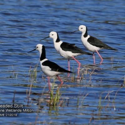 Himantopus leucocephalus (Pied Stilt) at Undefined - 24 Jan 2018 by CharlesDove