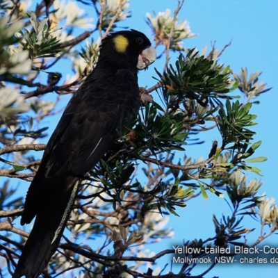 Zanda funerea (Yellow-tailed Black-Cockatoo) at Undefined - 28 Jan 2018 by CharlesDove