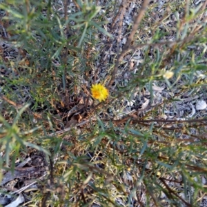 Xerochrysum sp. at Lake George, NSW - 5 May 2018