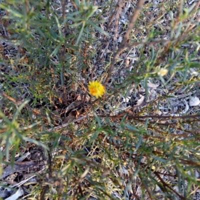 Xerochrysum sp. at Lake George, NSW - 5 May 2018 by MPennay