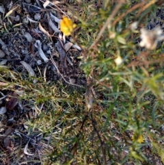 Xerochrysum sp. at Gundaroo, NSW - 5 May 2018 by MPennay